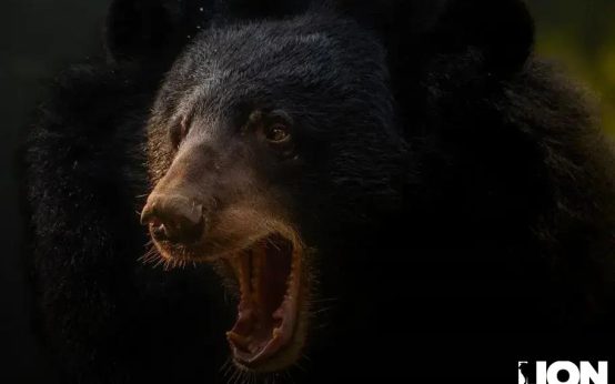 AI Financial Advisors vs. Human Advisors: Who Wins in 2025?