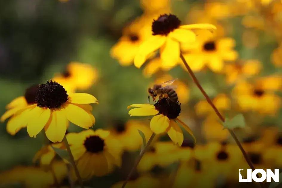 Strategies for Passive Income Streams Strategies for Passive Income Streams